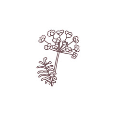 Vector of a dill flower with contoured leaves and inflorescences in cartoon style.