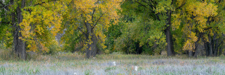 subtle fall colors at dusk along the Poudre River in northern Colorado