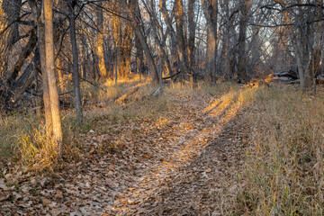 Fototapeta premium hiking trail along Poudre RIver in Fort Collins, Colorado, in late fall scenery