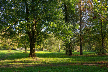 Fototapeta premium Trees on a park site.