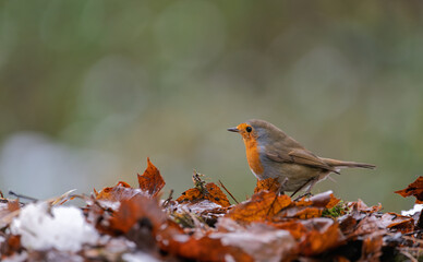 Robin (erithacus rubecula) on the ground covered with leaves and snow