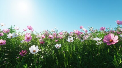 Fototapeta premium Vibrant cosmos flowers in sunny meadow