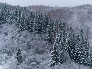 Misty winter Carpathian Mountains view fog landscape. Snowy spruce pine forest in Carpathians. Fir trees with white snow
