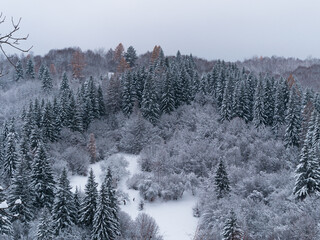 Misty winter Carpathian Mountains view fog landscape. Snowy spruce pine forest in Carpathians. Fir trees with white snow