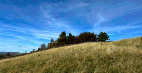 Golden grass covers a gentle hillside under a bright blue sky, with a line of trees in the background. High winds create wispy clouds stretching across the sky, adding movement to the scene.