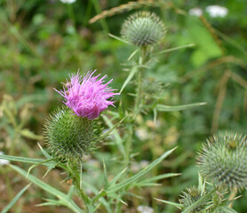 Common thistle (Cirsium vulgare) grows in nature