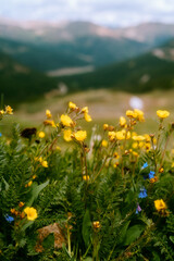 yellow wildflowers in the mountains