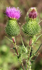 Common thistle (Cirsium vulgare) grows in nature