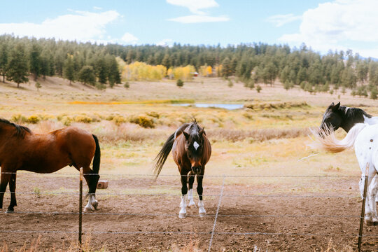 brown horse grazing in field