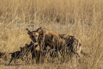 African wild dog feeding her pups