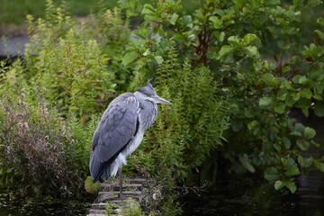 great blue heron