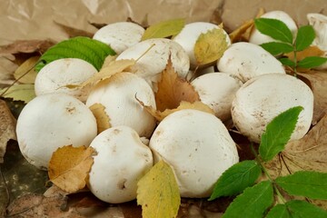 Champignon mushrooms on autumn leaves