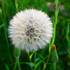 Dmuchawce kwiaty © grzegorz