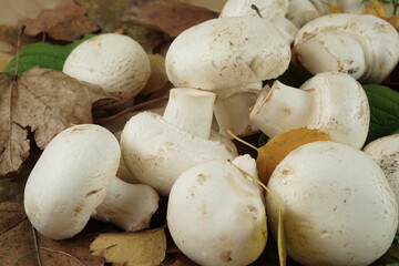Champignon mushrooms on autumn leaves