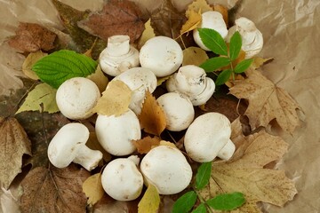 Champignon mushrooms on autumn leaves
