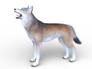 オオカミ　3DCGレンダリング