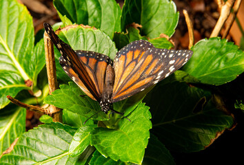 Butterfly, a beautiful and colorful butterfly in a garden in Brazil, selective focus.