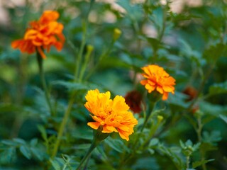 Golden Marigolds flowers Blooming in Lush Green Garden. Concept of Nature Beauty, Vibrant Blossoms, Outdoor Serenity, Spring