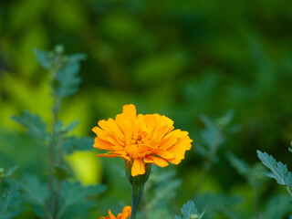 Bright Yellow Marigold Blooming in Lush Green Garden, Concept of Nature's Beauty, Vibrant Floral Colors, Botanical Tranquility, Spring. Copy space