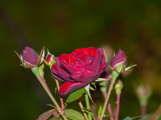 Vibrant Red Roses in Bloom with Buds in a Lush Garden Setting. Concept of Natural Beauty, Floral Growth, Outdoor Serenity, Gardening