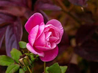 Close-up of a vibrant pink rose blooming in a lush garden. Concept of natural beauty, botanical elegance, floral growth, and garden tranquility. Copy space