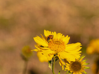 Close-up of a bee collecting nectar from a vibrant yellow Gaillardia flower, with a blurred background. Concept of pollination, summer nature, biodiversity, and ecological balance. Copy space