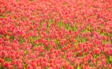 close up red tulips in field