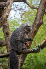 Brown woolly monkeys have long, strong prehensile tails. Vertical photo