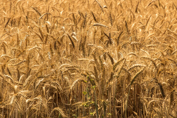 A wonderful golden wheat field on a clear sunny day
