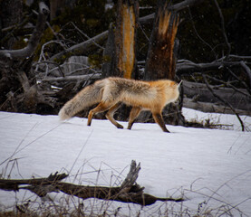 Red fox hunting in the snow.