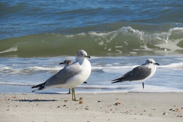 Seagulls on ocean background in Atlantic coast of North Florida