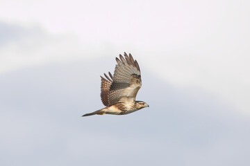 飛翔するノスリ