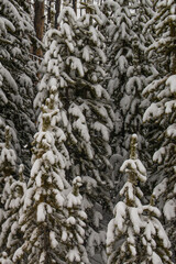 Obraz premium Pine tree branches after a heavy snowfall, Yellowstone National Park