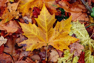 Close-up of fallen autumn leaves, various shades of brown and gold.  A mix of maple and oak leaves.