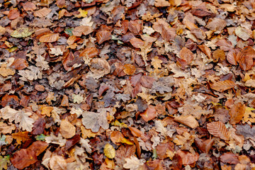 Close-up view of a thick layer of fallen autumn leaves.  Various shades of brown and muted colors.  Leaf litter.