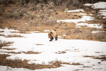 Grizzly bear hunting in early spring, Yellowstone National Park
