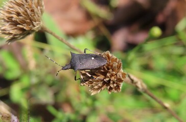Brown tropical beetle on plant in Florida wild,  closeup