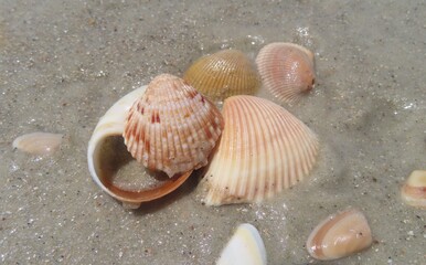 Seashells on the beach in Atlantic coast of North Florida, closeup 