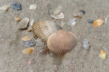Seashells on the beach in Atlantic coast of North Florida, closeup 