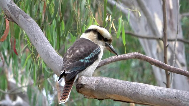 blue-wing Kookaburra (Dacelo leachii), a species of Kingfisher. The kookaburra is an important symbol in Australia. The indigenous people see it as a messenger and a symbol of respect for nature.