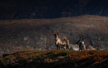 Reindeer in the mountains