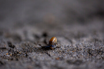 A bug is on the ground, and it is the only thing in the image
