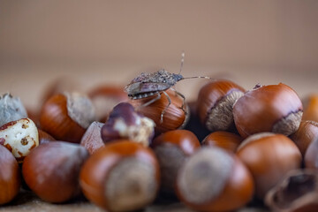 A bug is on top of a pile of nuts