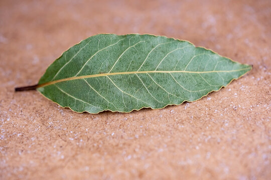 A leaf of a tree is laying on the ground