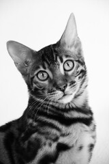 Portrait von einem Bengalkater
