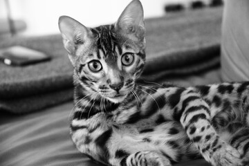 Portrait vom Bengalkater