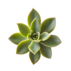 Lush Green Succulent Plant with Plump Leaves and Smooth Texture