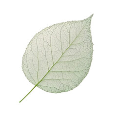 Delicate Skeleton Leaf with Intricate Veins on White Background