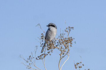 Loggerhead Shrike at the Sacramento National Wildlife Refuge, California, USA