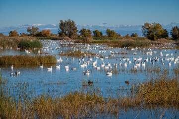 Snow Geese at the Sacramento National Wildlife Refuge.